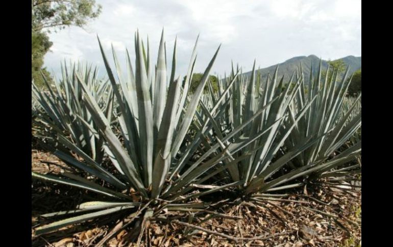 Se han logrado primeras ventas de tequila al mercado de India. ARCHIVO  /