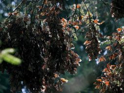 Preservarán dos mil 550 hectáreas de bosque. ELUNIVERSAL  /