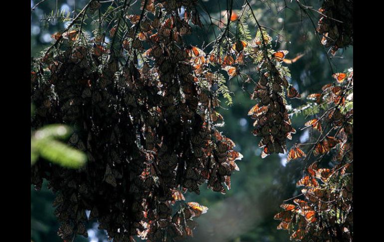 Preservarán dos mil 550 hectáreas de bosque. ELUNIVERSAL  /