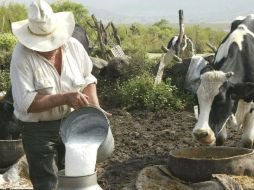 En Jalisco, hay 15 mil lecheros y se producen diariamente 5.2 millones de litros. ARCHIVO  /