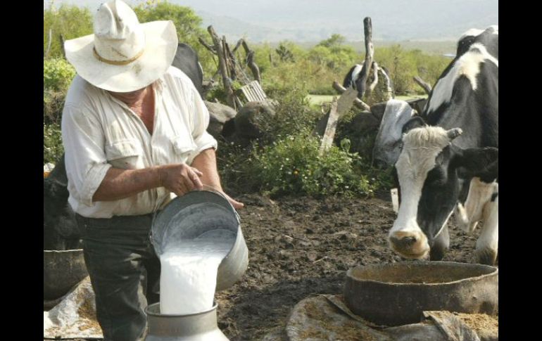 En Jalisco, hay 15 mil lecheros y se producen diariamente 5.2 millones de litros. ARCHIVO  /