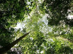 Expertos afirmaron que para mitigar el aumento de temperaturas lo más urgente es sembrar más árboles. ESPECIAL  /