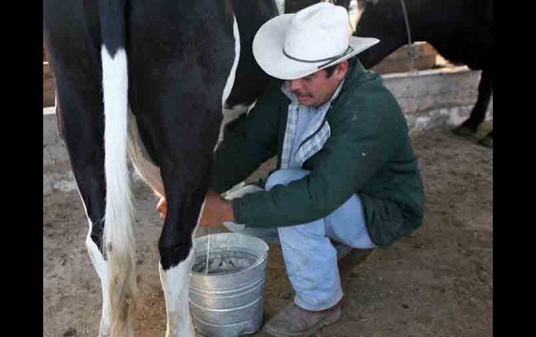 Este aumento en el costo de la leche fluida, podría incidir en un ingreso de hasta cinco pesos por litro . ARCHIVO  /