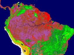 Las selvas tropicales, y la amazónica especialmente, sólo un gran depósito de carbono. EFE  /