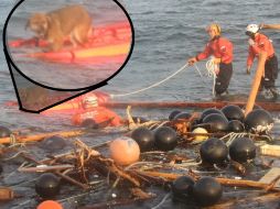 Al arribo de los rescatistas, el perro estaba a la deriva en medio del mar. Se mantenía a flote sobre escombros. EFE  /