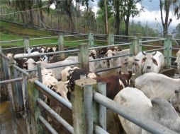 El país ya ha sacrificado a 980 bovinos, porcinos, cabras y ovejas de varios pueblos cercanos a la frontera con Turquía. ESPECIAL  /