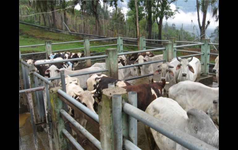 El país ya ha sacrificado a 980 bovinos, porcinos, cabras y ovejas de varios pueblos cercanos a la frontera con Turquía. ESPECIAL  /