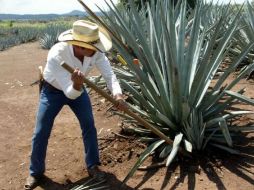 El tequila forma parte del top ten de los productos agroalimentarios exportables del país. ARCHIVO  /