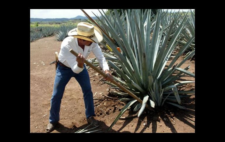 El tequila forma parte del top ten de los productos agroalimentarios exportables del país. ARCHIVO  /