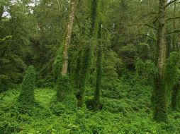 La asociación ayudará a promover la gestión forestal sostenible entre todas las partes implicadas. ARCHIVO  /