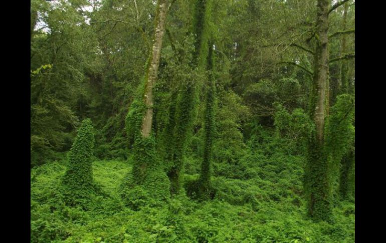 La asociación ayudará a promover la gestión forestal sostenible entre todas las partes implicadas. ARCHIVO  /