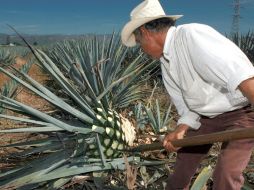 La Ruta del Tequila y el Paisaje Agavero cumplieron cinco años de haber sido lanzados como destinos de atractivo turístico. ARCHIVO  /