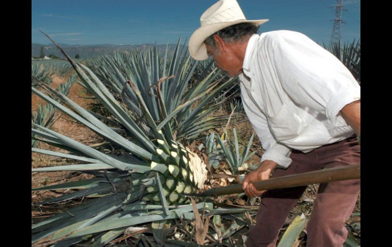 La Ruta del Tequila y el Paisaje Agavero cumplieron cinco años de haber sido lanzados como destinos de atractivo turístico. ARCHIVO  /