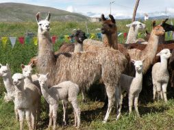 Las crías gestadas en los animales de mayor tamaño eran más corpulentas. EFE  /