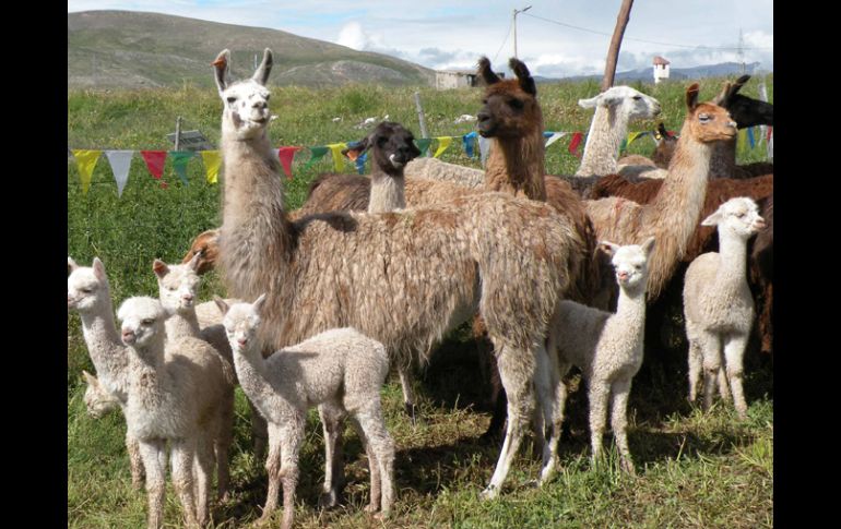 Las crías gestadas en los animales de mayor tamaño eran más corpulentas. EFE  /