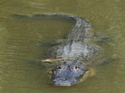 El reptil de 3,4 metros de largo, pesa apenas 68 de los 136 kilos que debería tener con su tamaño. AFP  /