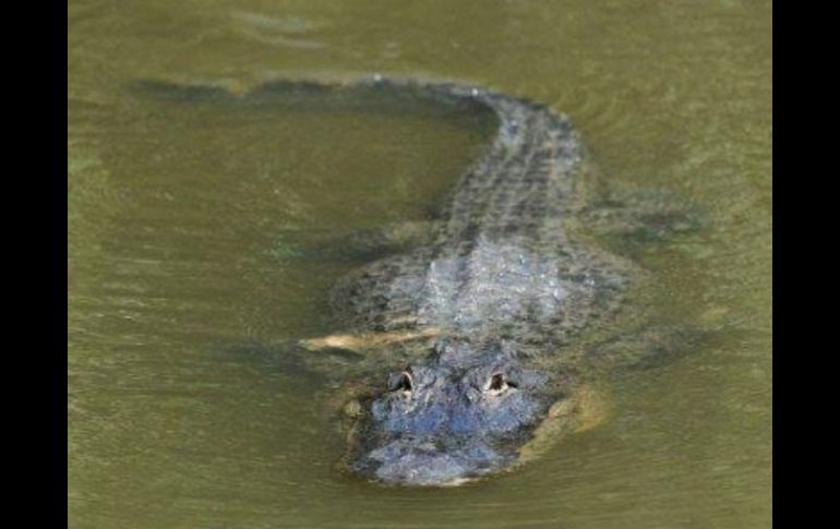 El reptil de 3,4 metros de largo, pesa apenas 68 de los 136 kilos que debería tener con su tamaño. AFP  /