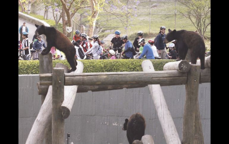 El grupo de ciclistas recorrió las instalaciones del zoológico a primera hora. ESPECIAL  /