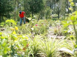 Actualmente alrededor de 30% del arbolado de Los Colomos está invadido por plaga de muérdago. A. CAMACHO  /