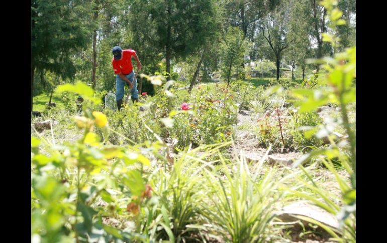 Actualmente alrededor de 30% del arbolado de Los Colomos está invadido por plaga de muérdago. A. CAMACHO  /