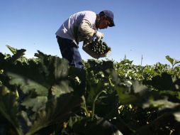 El campo mexicano está caracterizado por la concentración de 65% de la pobreza en el medio rural. ARCHIVO  /