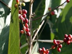 Como parte del apoyo gubernamental se invierten unos 60 millones de pesos para la producción de plantas. ARCHIVO  /