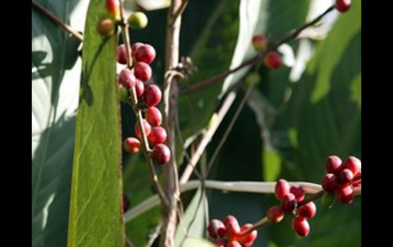 Como parte del apoyo gubernamental se invierten unos 60 millones de pesos para la producción de plantas. ARCHIVO  /