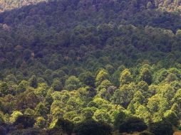 La deforestación y la degradación del suelo emiten grandes cantidades de carbono a la atmósfera. ARCHIVO  /