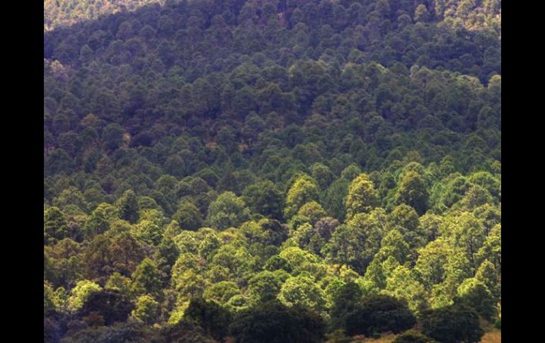 La deforestación y la degradación del suelo emiten grandes cantidades de carbono a la atmósfera. ARCHIVO  /