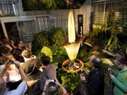 Los asistentes se acercan a apreciar a 'amorphophallus titanum' o 'flor cadáver'. EFE  /