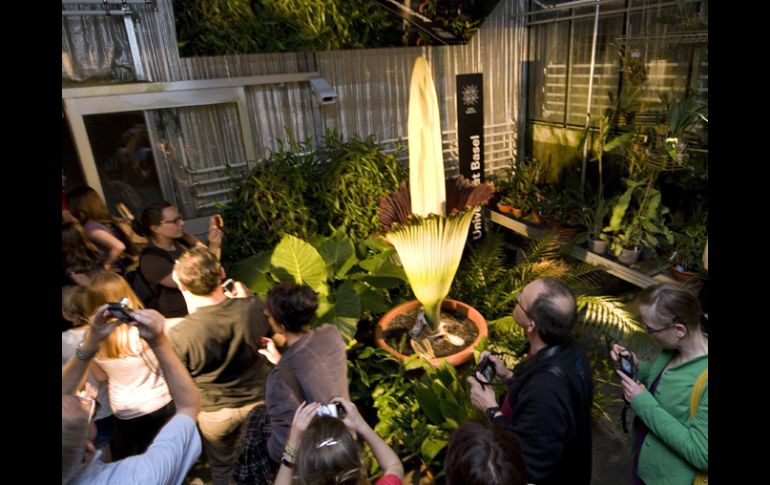 Los asistentes se acercan a apreciar a 'amorphophallus titanum' o 'flor cadáver'. EFE  /