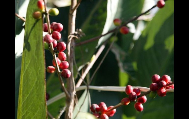 El café tiene una gran multiplicidad de funciones, ya que puede contribuir con la recuperación del ambiente.ARCHIVO  /