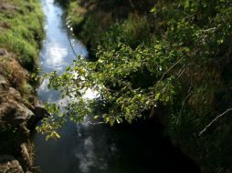 La barrera ambiental contribuirá a reducir la polución del aire y a absorber metales pesados en el agua de Juanacatlán. ARCHIVO  /