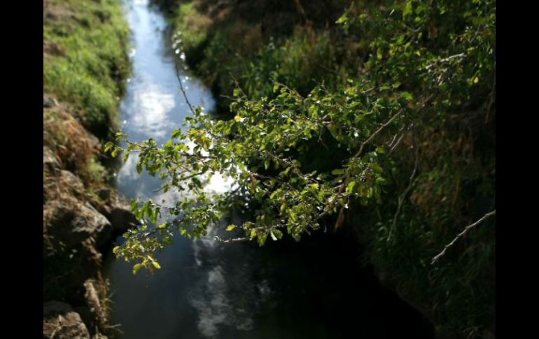 La barrera ambiental contribuirá a reducir la polución del aire y a absorber metales pesados en el agua de Juanacatlán. ARCHIVO  /