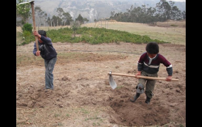 INEGI señala que los niños varones que trabajan conforman la mayoría con un 10.9 por ciento. ESPECIAL  /