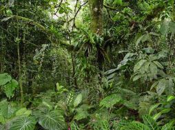 Éstos bosques surgieron gracias a un incremento en la densidad del sistema de venas de las hojas de las 'angiospermas'. ESPECIAL  /