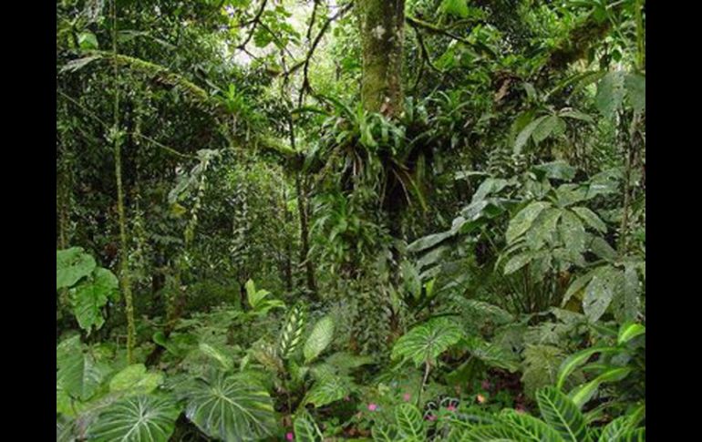 Éstos bosques surgieron gracias a un incremento en la densidad del sistema de venas de las hojas de las 'angiospermas'. ESPECIAL  /