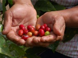 Mejoran las condiciones para la producción de café en 2011. ESPECIAL  /