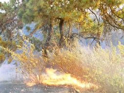 Afirman que el cambio climático es uno de los factores decisivos que provocan mayores incendios forestales. ARCHIVO  /