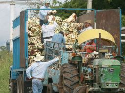 El sector tequilero espera medidas concretas que desalienten la producción y venta de licores apócrifos. ARCHIVO  /