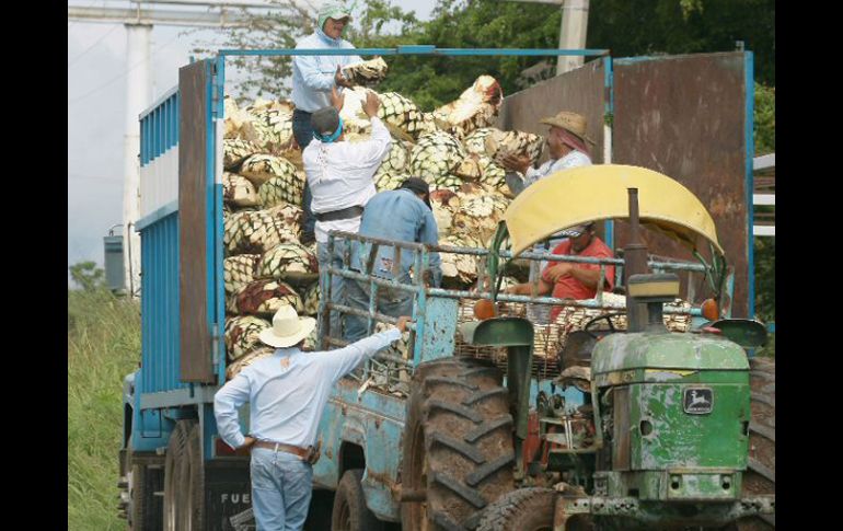 El sector tequilero espera medidas concretas que desalienten la producción y venta de licores apócrifos. ARCHIVO  /