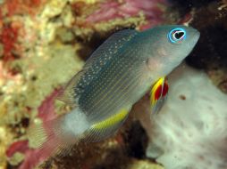 Las nuevas especies de peces descubiertas pertenecen a los géneros 'Siphamia', 'Heteroconger' y 'Meiacanthus'. AFP  /