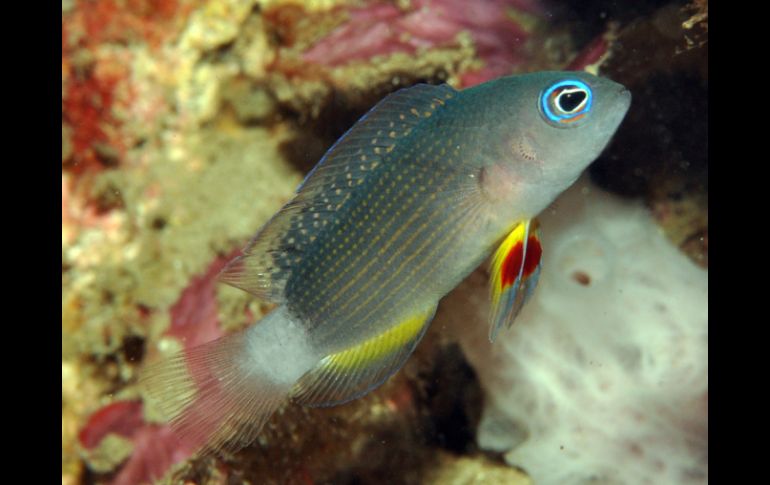 Las nuevas especies de peces descubiertas pertenecen a los géneros 'Siphamia', 'Heteroconger' y 'Meiacanthus'. AFP  /