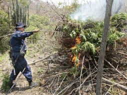 Aspecto de quema de mariguana. En Hostotipaquillo, un total de 680 kilogramos de la droga fueron incinerados. ARCHIVO  /