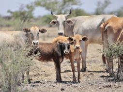 Parte del programa de la Sagarpa tiene como prioridad la mejora y aumento de inventario de la especie de porciones de ganado. S. NÚÑEZ  /