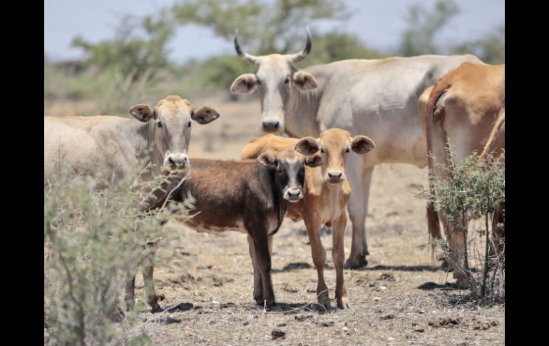 Parte del programa de la Sagarpa tiene como prioridad la mejora y aumento de inventario de la especie de porciones de ganado. S. NÚÑEZ  /