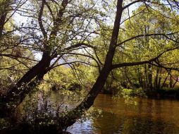 Los expertos analizarán el papel que juegan los bosques en la mitigación y adaptación al cambio climático. EFE  /