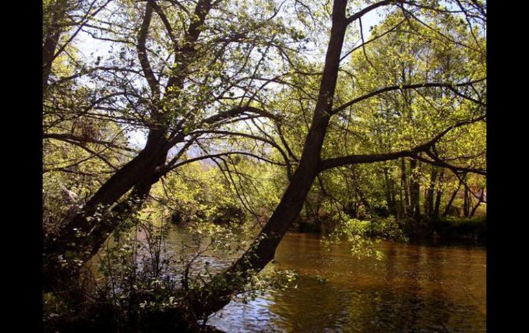 Los expertos analizarán el papel que juegan los bosques en la mitigación y adaptación al cambio climático. EFE  /