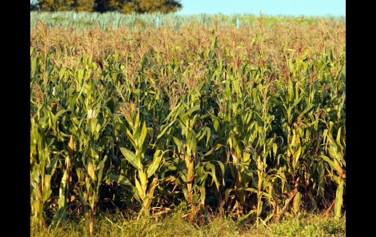 Existen sesenta razas de maíz, además se asocian a la milpa otras plantas. ARCHIVO  /