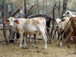 Médicos veterinarios de la delegación de la Sagarpa revisaron al ganado. ARCHIVO  /